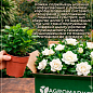 Гардения жасминовидная "Fortune" (Gardenia jasminoides)