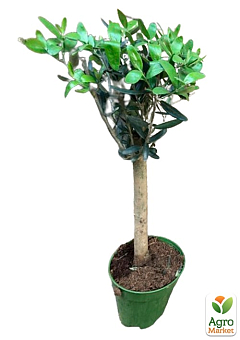 LMTD Эвкалипт вечнозеленый "Parvula"  (30-40см)7