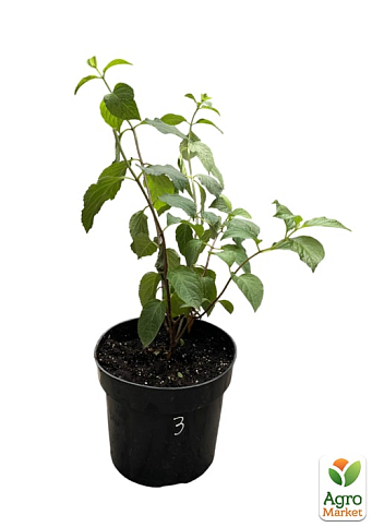 Гортензия метельчатая 2-х летняя "Fraise Melba" высота саженца 20-30см - фото 2