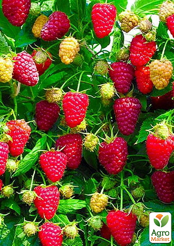 Малина "Діамантова" (ремонтантний крупноплідний сорт) 1-річний саджанець