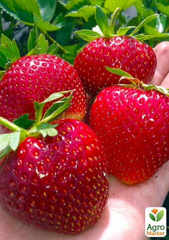 Ексклюзив! Полуниця яскраво-червона "Планета" (Planet) (преміальний ремонтантний сорт, високоврожайна)