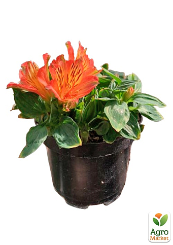 Альстромерия inticancha Patio "Bryce" (выращено in-vitro) С1,5 - фото 5