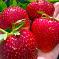 Ексклюзив! Полуниця яскраво-червона "Планета" (Planet) (преміальний ремонтантний сорт, високоврожайна)