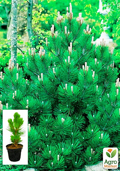 Сосна белокора "Компакт Джем" (Pinus leucodermis "Compact Gem") С2, висота від 30-40см2