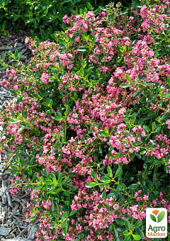 Ескалонія "Apple Blossom"17