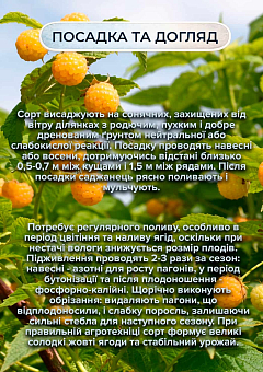 Ексклюзив! Малина "Golden Everest (Жовтий Еверест)" (середньоранній термін дозрівання, великоплідний сорт) 1-річний саджанець29