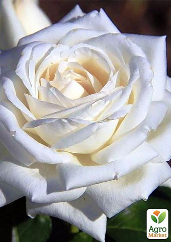 Эксклюзив! Роза чайно-гибридная идеально белая "Диамант" (Diamond) (саженец класса АА+, премиальный восхитительно-нежный сорт) - фото 3