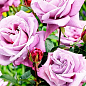 Роза плетистая "Деклик" (саженец класса АА+) высший сорт