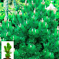 Сосна белокорая "Компакт Джем" (Pinus leucodermis "Compact Gem") С2, высота от 30-40см