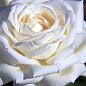 Ексклюзив! Троянда чайно-гібридна ідеально біла "Діамант" (Diamond) (саджанець класу АА +, преміальний чудово-ніжний сорт) цена