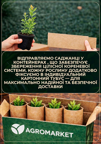Лохина (чорниця садова) 2 роки "Патріот" С1,5 висота 50-60см - фото 3