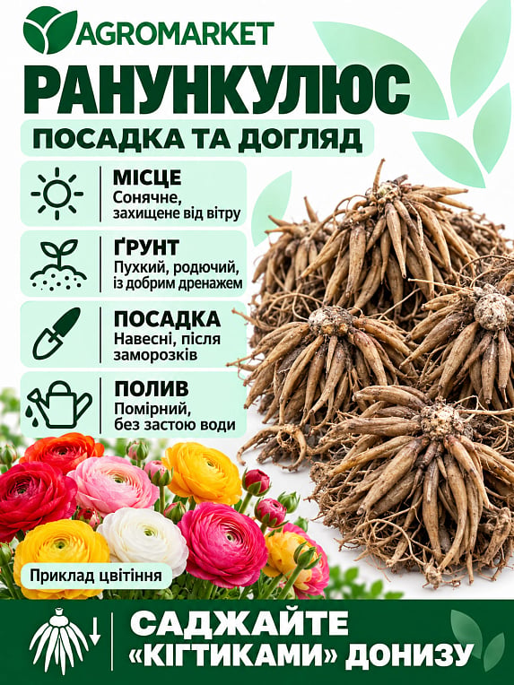 Лютики (Ранункулюс) "Mix" (размер 5/6 , крупный) 5шт в упаковке
