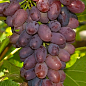 Виноград "Сатурн" (кишмиш, ранний срок созревания, морозостойкость до -32⁰С)