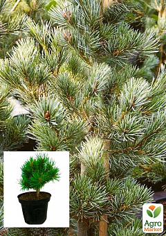 Сосна "Pruhonice" (Pinus parviflora "Pruhonice") C2, висота 30-40см1