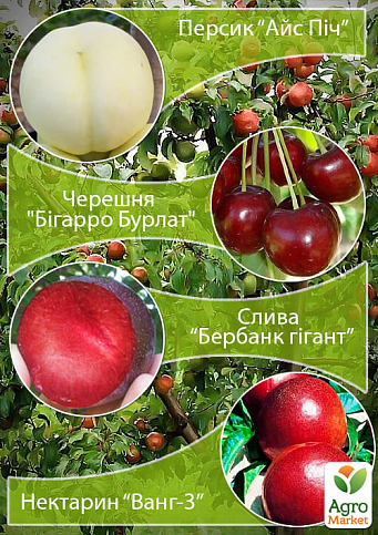 Дерево-сад "Мультифрукт" Персик1+Черешня+Слива+Персик2