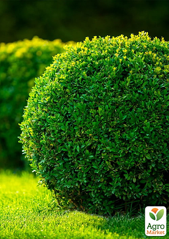 Самшит блискучий темно-зелений "Крістофф" (Kristoff) 3-х річний саджанець - фото 6
