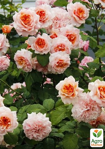 Троянда англійська "Абрахам Дербі" (саджанець класу АА +) вищий сорт