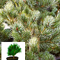 Сосна "Pruhonice"(Pinus parviflora "Pruhonice") C2, высота 30-40см