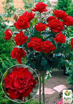 Троянда штамбова "Hommage a Barbara" (саджанець класу АА +) вищий сорт 1шт в упаковці2