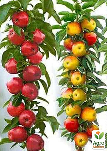 Колоновидные, комплект из 2-х сортов Яблоня "Джин" + Яблоня "Останкино"  2шт саженцев