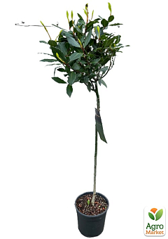 LMTD Лавр вічнозелений на штамбі 6-ти річний "Laurus nobilis" (висота 80-120см)5
