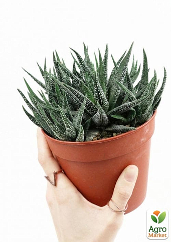 LMTD Хавортия "Concolor" (Haworthia Fasciata) высота растения 10см - фото 5