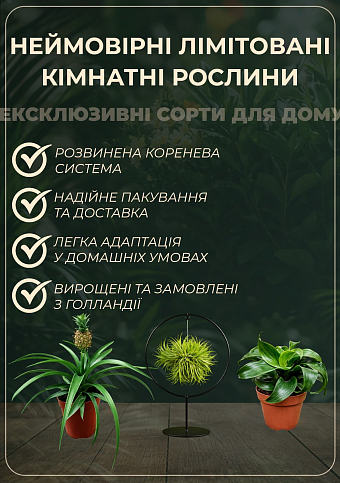 LMTD Олива "Green Life" 3 роки на штамбі (висота 70-90см) - фото 2