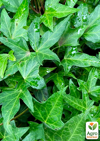 Плющ вечнозеленый садовый узколистный "Sagittaefolia" С2 высота 25-50см - фото 2