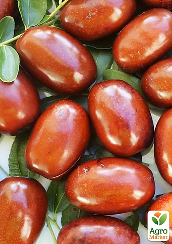 Зізіфус (унабі) "Сініт" (ранній термін дозрівання, високоврожайний сорт) вазон Р9, висота 10-15см - фото 4