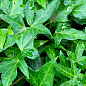 Плющ вечнозеленый садовый узколистный "Sagittaefolia" С2 высота 25-50см купить