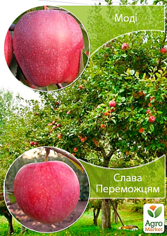 Дерево-сад Яблуня "Моді+Слава Переможцям" вкорінений у контейнері (саджанець 2 роки)1