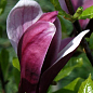 Магнолия Лилиецветная "Nigra" 