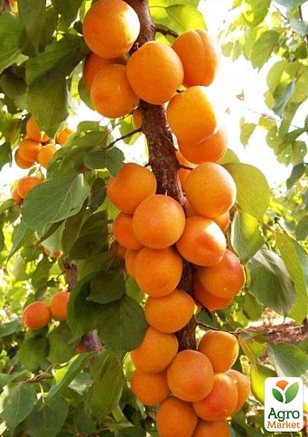 Ексклюзив! Абрикос колоновидний "Принц Март" (літній сорт, пізній термін дозрівання)