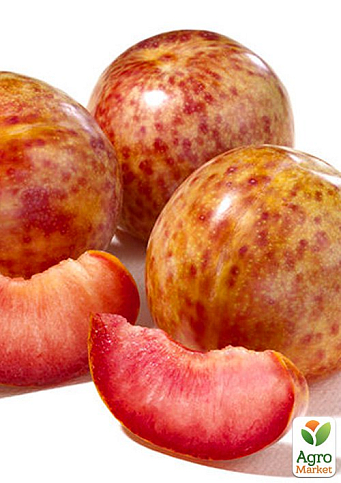 Гібрид слива + абрикос "Плумкот" 1саженец в упаковці.