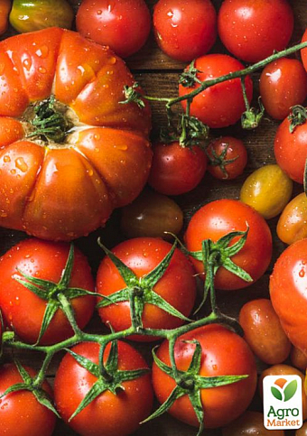 Комплект насіння овочів на вагу "Сеньйор помідор" 10уп