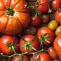 Комплект насіння овочів на вагу "Сеньйор помідор" 10уп