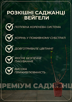 Вейгела "Ньюпорт Ред" (Newport Red)24