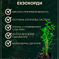 Екзохорда "Magical Springtime" (горщик Р9) цена