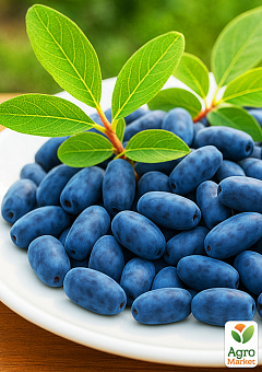 Жимолость 2х-летняя "Бореал Бьюти" (поздний срок созревания, высокоурожайный сорт) С1,512