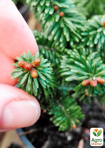 Ялиця бальзамічна "Казковий сад" (Fairy Garden) горщик P9 - фото 5