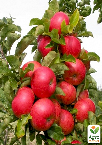 Яблуня колоноподібна "Готика"