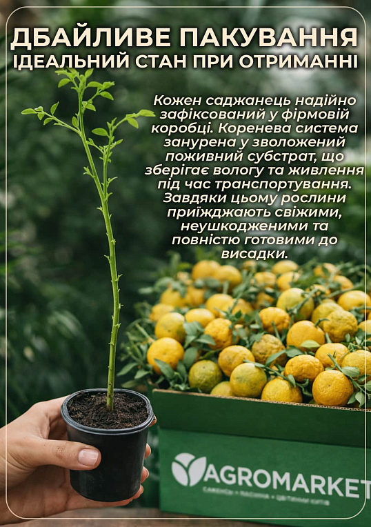 Понцирус Trifoliata (дикий лимон) - фото 6