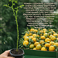 Понцирус Trifoliata (дикий лимон)