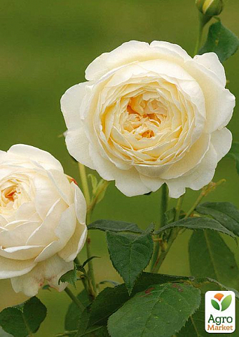 Роза англійська "Clair Austin" (саджанець класу АА +) вищий сорт