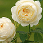Роза англійська "Clair Austin" (саджанець класу АА +) вищий сорт