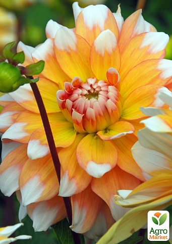 Георгина "Seattle"