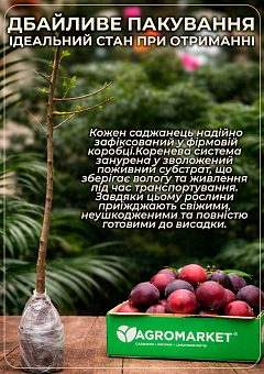 Сливово-черешневый гибрид "Надежда" (засухоустойчивый, сладкий сорт, средний срок созревания) 5