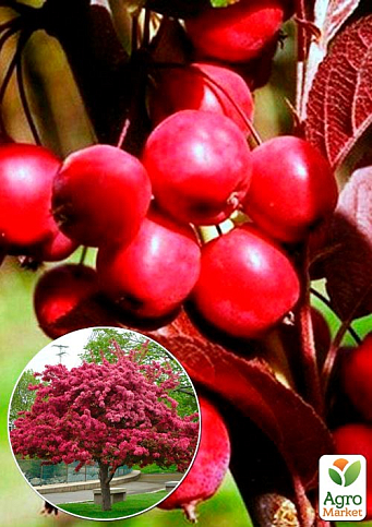 Эксклюзив! Райское яблочко фиолетово-пурпурное "Поцелуй ангела" (Kiss of an angel) (премиальный неприхотливый сорт, средний срок созревания)