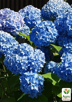 LMTD Гортензия macrophylla "Bodensee" 5-и летняя (высота 55-75см)26