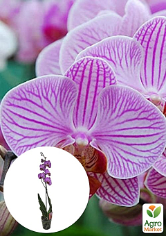 Орхидея (Phalaenopsis) "Tiger"4